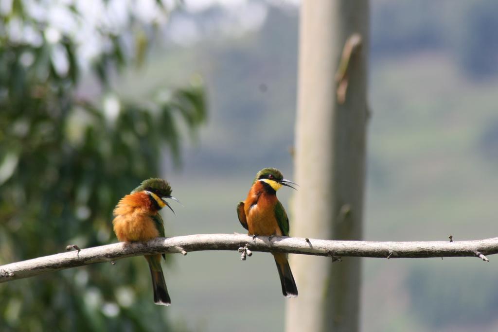 Amasiko Homestay Lake Bunyonyi Kabale Екстериор снимка